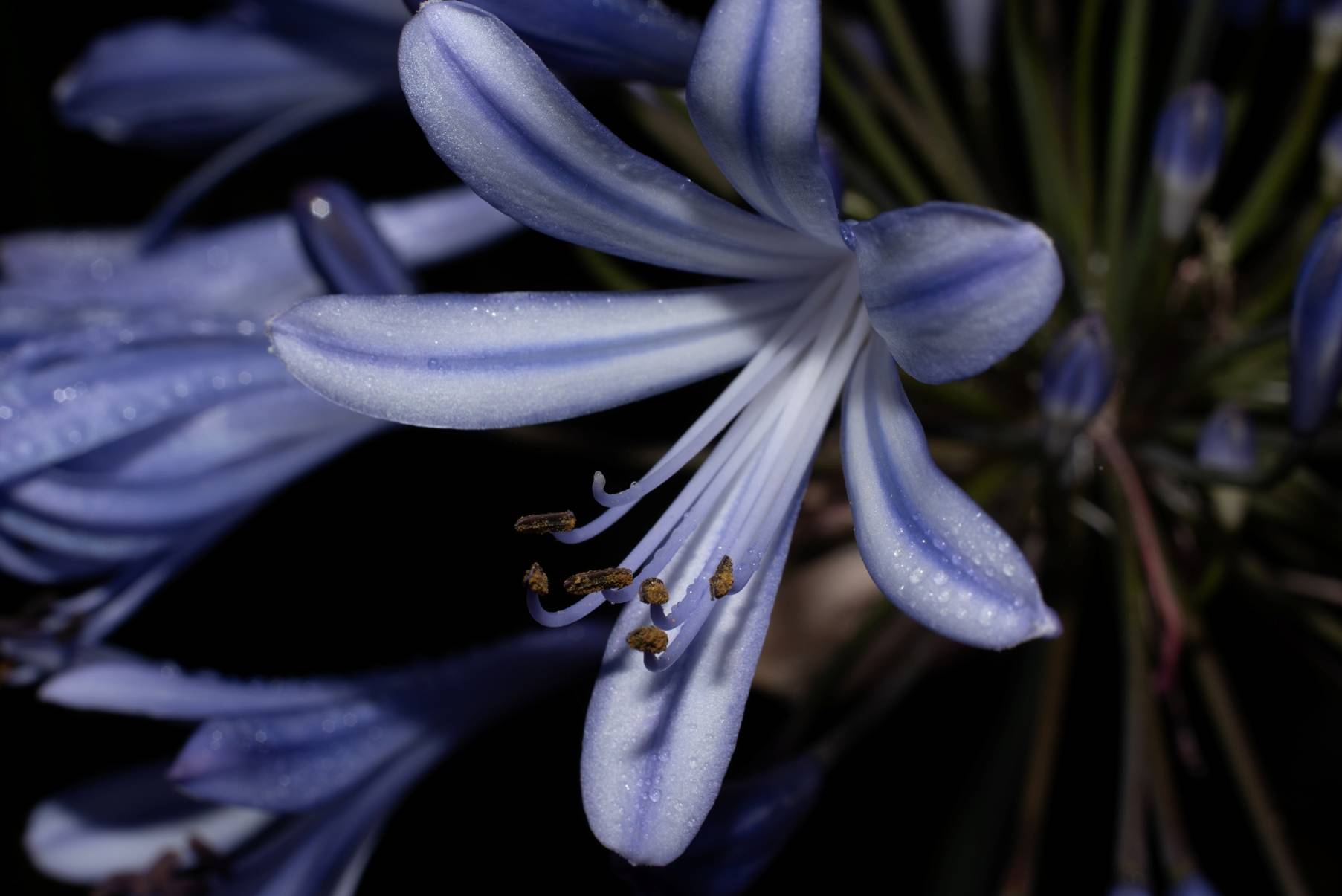 Agapanthus Flower