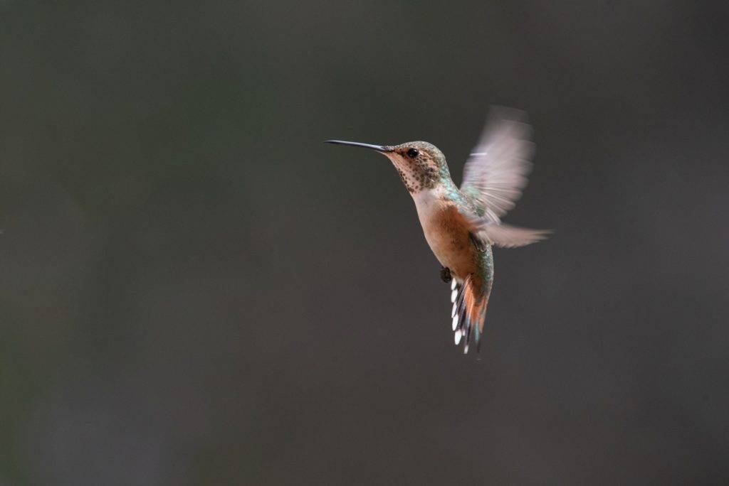 Allens Hummingbird