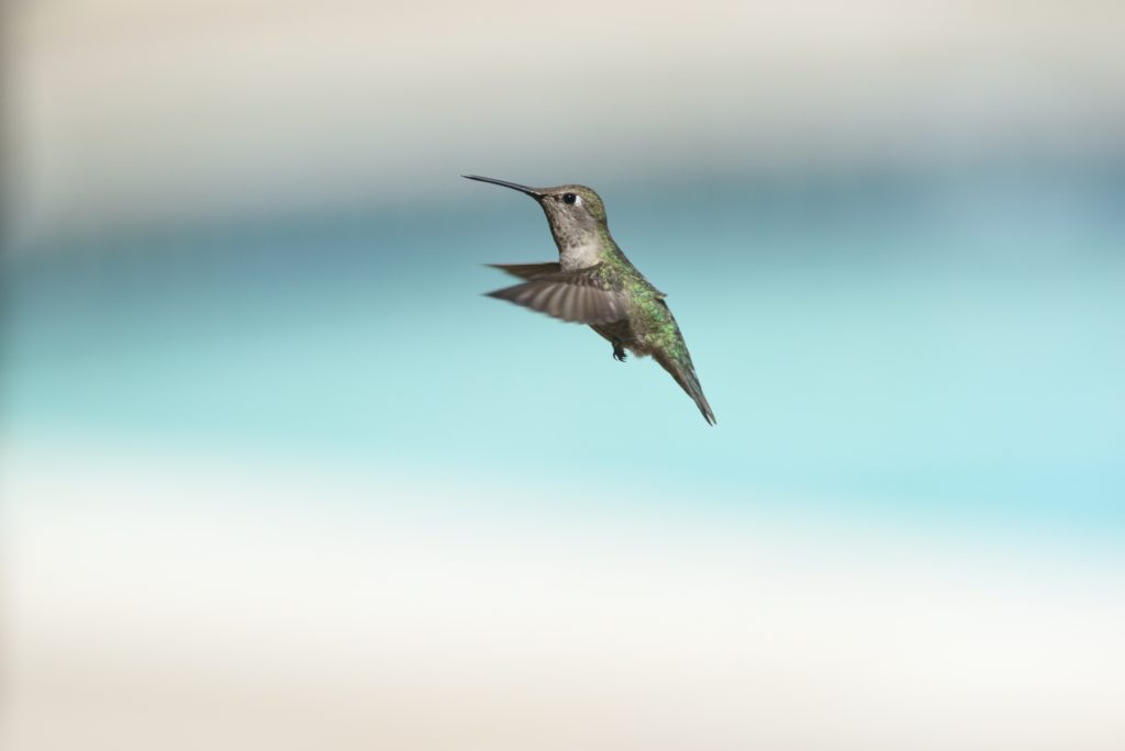 Annas Hummingbird