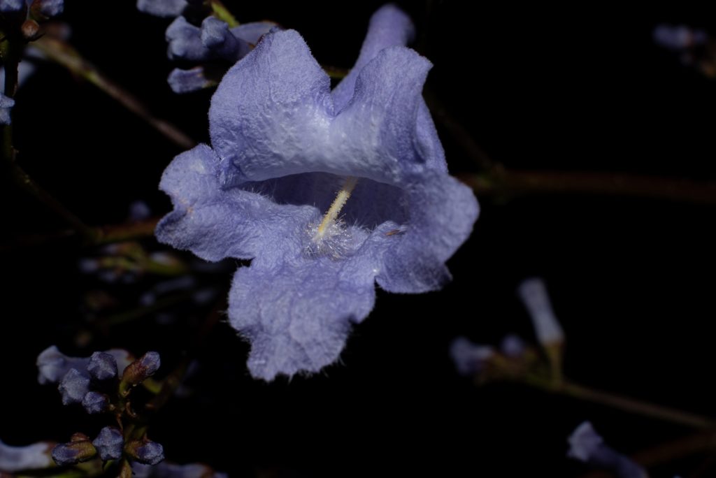 Jacaranda Flower