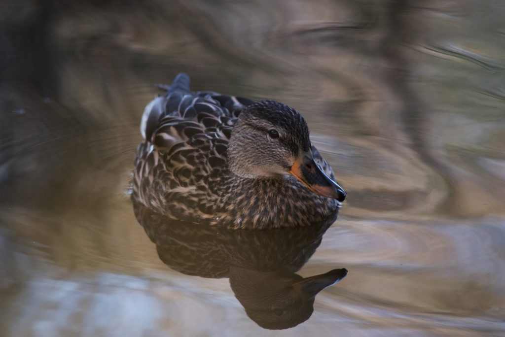 Mallard Duck Female