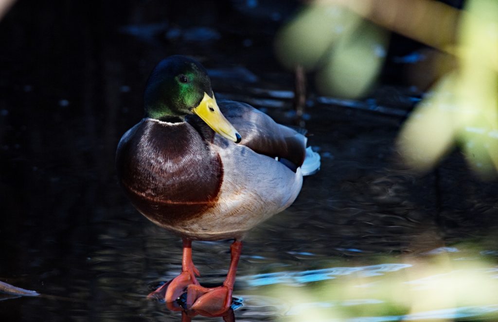 Mallard Duck Male