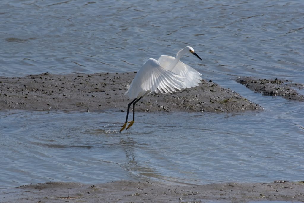 Snowy Egret Fishing