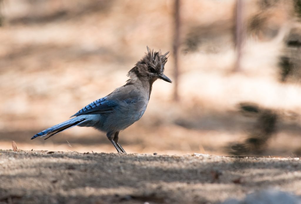 Stellars Blue Jay