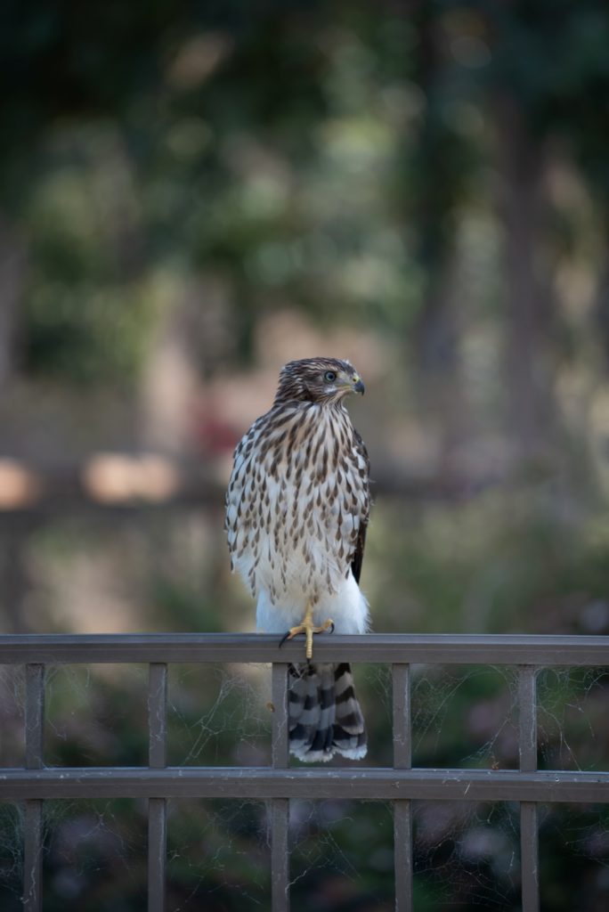 Coopers Hawk3