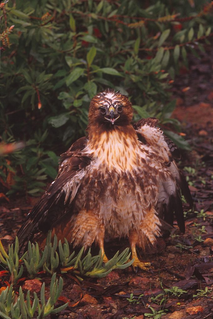 RedShoulder Hawk Rescue